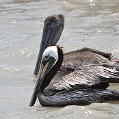 Brown Pelican, Goose Island State Park, Texas